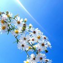 달빛사냥 이미지