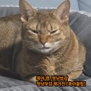 도도멍냥