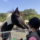 용인씨씨승마클럽 이미지