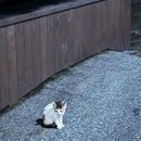 크레이지버블대연 이미지