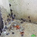 순천편백숲민박 이미지