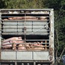 양영석농장 이미지