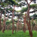 솔숲공원 이미지