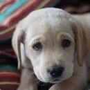 러버블(Lovable) - 청주시 흥덕구 | 러버블(Lovable)