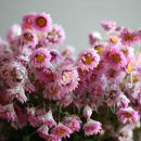 로단테(Rhodanthe) 이미지