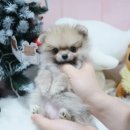 내 품안의 반려견 | 아이들 건강을 최우선으로 하는 노원강아지분양 &#39;내품안의반려견 노원점&#39;