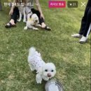 체크인독 이미지