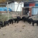 흑석산흑염소농장 이미지