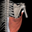 데일리피티 이미지