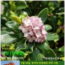 [2월 10일. 여운종 한국의 탄생화 연재] 서향의 향기, 겨울의 희망을 피우다