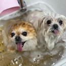 모여라 애견미용 이미지