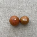 🍅이때 아니면 1년뒤… 사이즈도 맛도 좋으시다는 짭짤이토마토 후기🎵