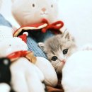 행복한집사 이미지