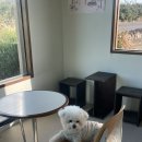 터치우드 <b>터치우드</b> 두쫀쿠 후기 가격 제주 맛난 두쫀쿠를 찾아서~✈️