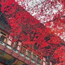 2025년11월08일 (토) 원주 반계리은행나무.제천배론성지.단양구인사 이미지