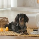 라라동물의료원 이미지