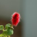 붉은여우꼬리풀, 크로톤 이미지