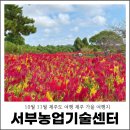 서부농업기술센터 | 10월 11월 제주도 여행 제주 가을 여행지 서부농업기술센터