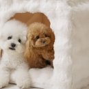 몽글몽글 펫 이미지