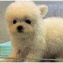 즐거운 강아지 이미지