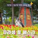 꽃강아지 | 2025년 자라섬 꽃 페스타 강아지동반 출사 후기