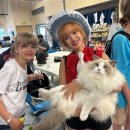 애묘(고양이)백과 - 래그돌 (Ragdoll) 이미지