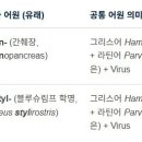 새우 감염 DNA바이러스 Hepanhamaparvovirus와 Penstylhamaparvovirus)의 구조 분석 이미지