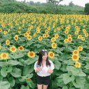 해바라기농장 이미지