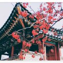 바이니나 이미지