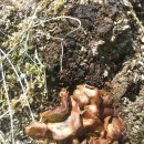 죽은감나무그루터기에버섯이...! 이미지