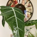 (주)황샘바이오 | [사용후기] 친환경 유기농자재 ‘규산황’ 2주 사용기｜총채벌레·응애 진짜 잡혔나?