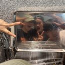 다소미로 이미지