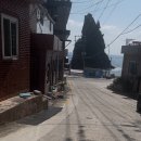 울릉벚꽃 이미지