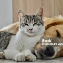 반려동물수제간식만들기 이미지