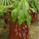 1월 31일의 꽃은 '네펜데스(Tropical pitcher plant)' 이미지