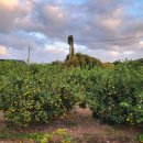 난산가옥 이미지