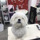 레몬이네 그루밍샵 이미지