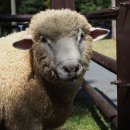 인천목장 이미지