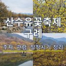 본마을2길 9-6 | 지금 가면 예쁜 구례 산수유꽃축제 | 개화 상황과 주차 팁 총정리