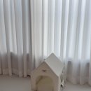 짱구 애견 하우스 | 망고 슬개골 탈구 수술 세번째 드디어 집에 오다/ 초코펫하우스 강아지집