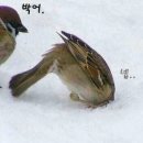 두목