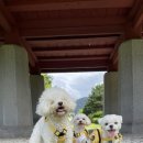 멍줍 강아지 산책 유치원 이미지