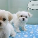 애개 하우스 이미지