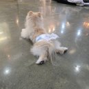 더왈츠앤조이피아 | 강남애견카페 귀여운 강아지들로 힐링 할 수 있는 &lt;더왈츠앤조이피아&gt;