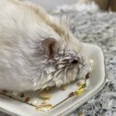 애니힐동물병원 이미지