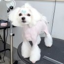 함양애견