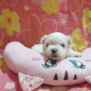 (주)말티 Daum카페