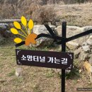 백사마을 | (근교 가볼만한 곳) 이천 산수유마을, 산수유마을 후기, 백사 산수유마을, 산수유 현황(3.31.) 산수유축제