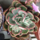 카사블링카 이미지