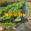 (텃밭/231026) 배추와 무,마늘 성장 중간과정 이미지